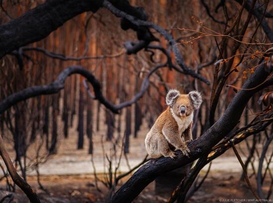 [オーストラリアの火災で被害を受けた野生動物と自然環境のために]の画像