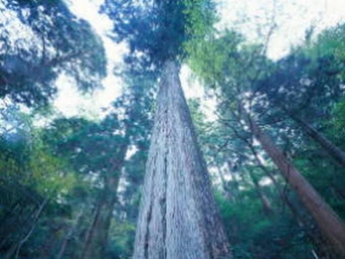 [国土緑化推進機構]の画像