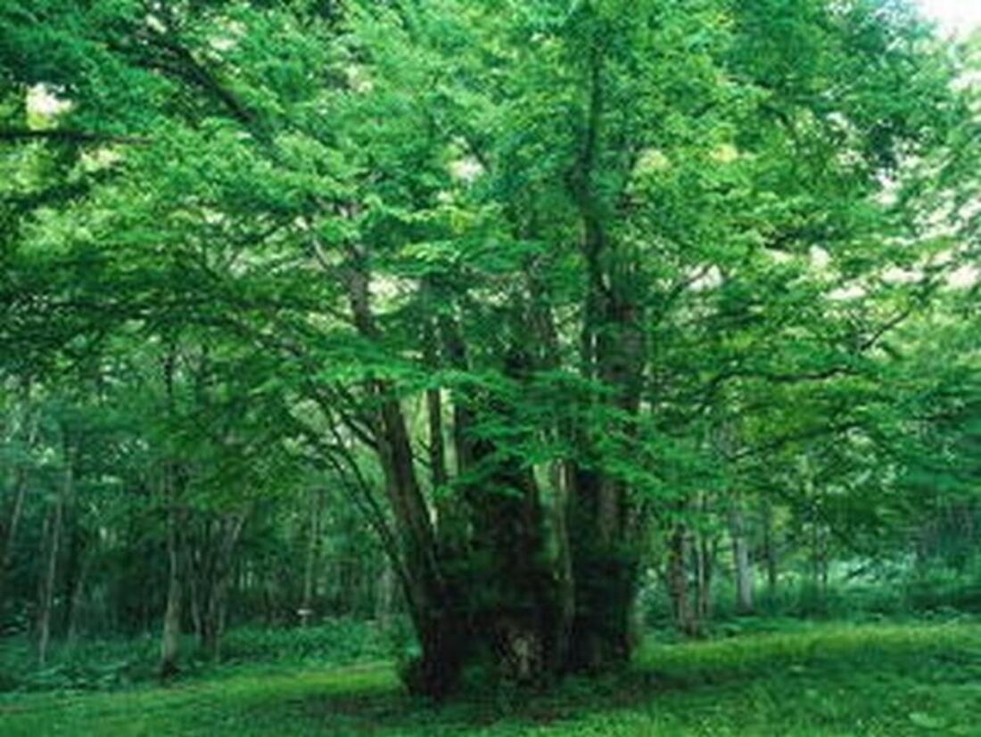 [緑の募金（巨樹・巨木の保護・保全）]の画像