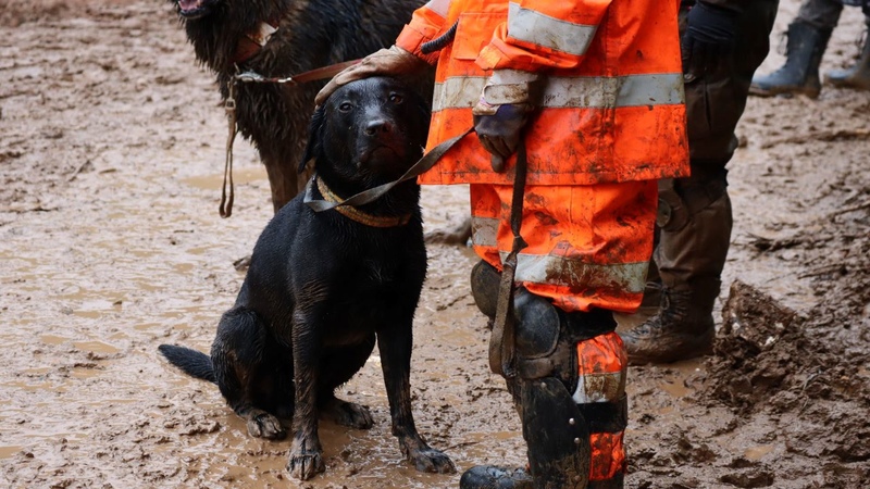 [【災害救助犬の育成】被災地や山岳で行方不明者を捜す災害救助犬を育成し、助かる命を守りたい。]の画像