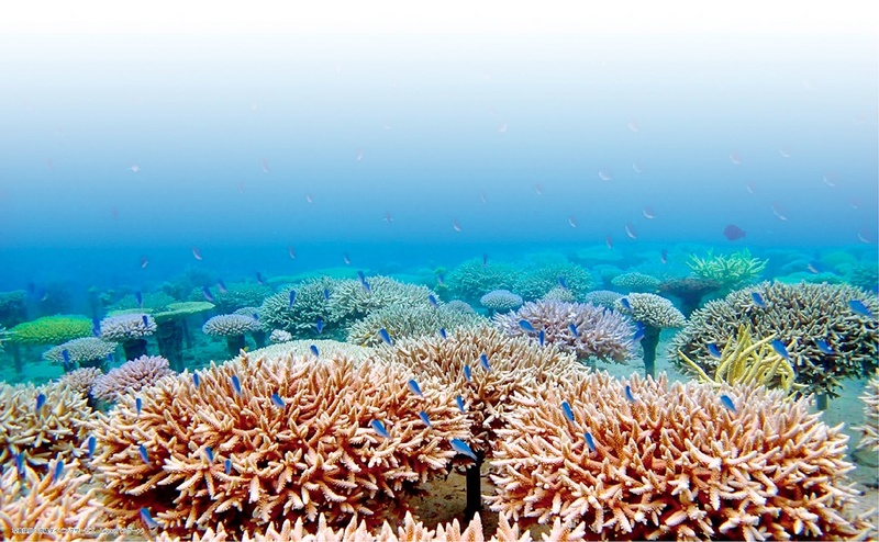 [「世界一サンゴにやさしい村」をめざす恩納村のサンゴ礁を守りたい]の画像