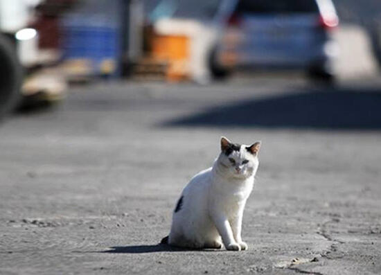 [不幸な猫を減らし全ての猫に幸せを！ 北海道発の保護型猫カフェ]の画像