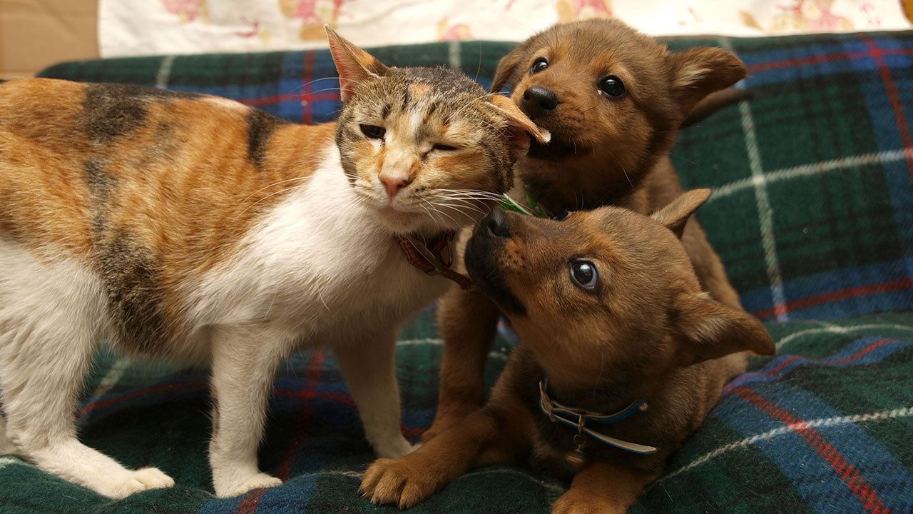 [見捨てられた犬や猫たちを救おう]の画像