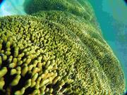 [世界最大級のアオサンゴを擁す　沖縄県石垣島のサンゴ礁保全活動]の画像