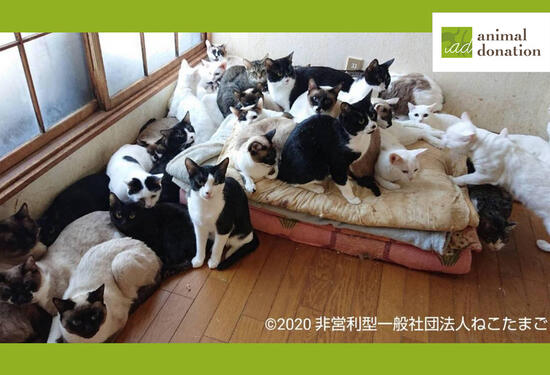 [【コロナ緊急支援基金】多頭飼育崩壊から救いたい！ 約500頭分の犬猫のレスキューを支援 （アニマル・ドネーション）]の画像