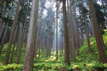 [地球にもっと森を]の画像