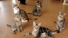 [2008年～北海道初の保護猫カフェで北の猫たちを救いたい！]の画像