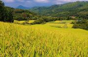 [有機的関係づくりで福島の農業の復興を応援！]の画像