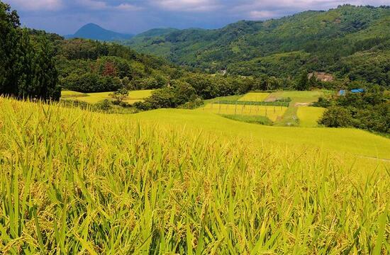 [有機的関係づくりで福島の農業の復興を応援！]の画像