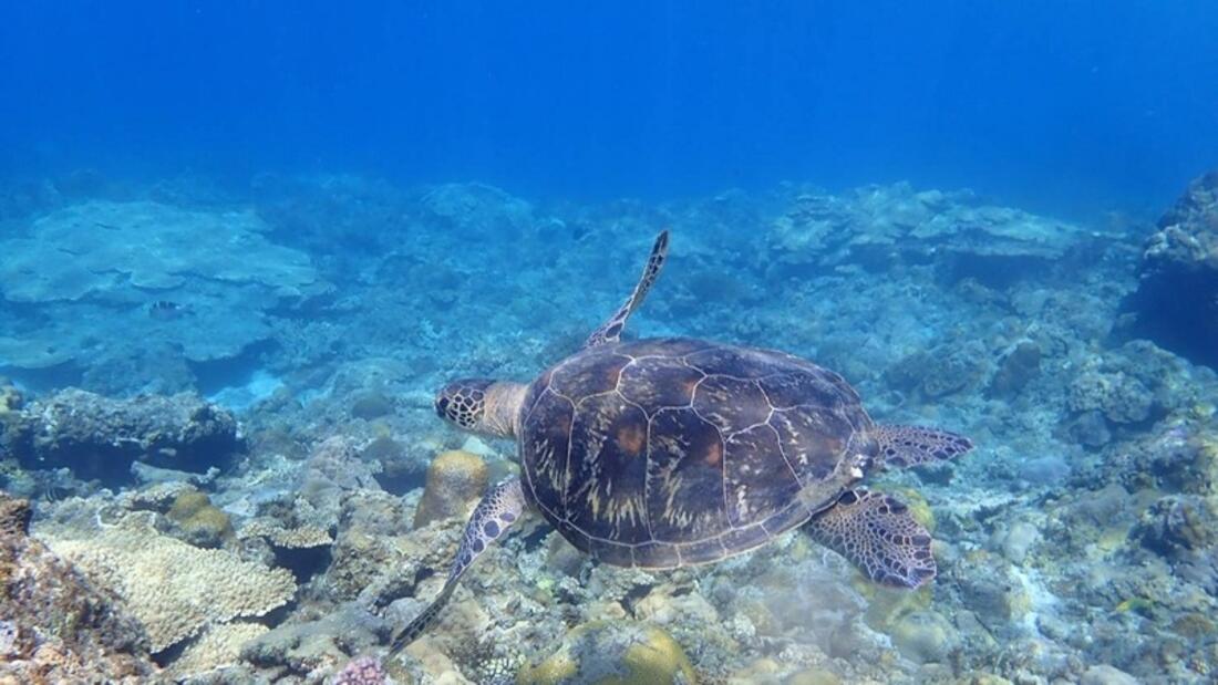 [世界自然遺産小笠原で絶滅危惧種アオウミガメとの共生を目指す！]の画像