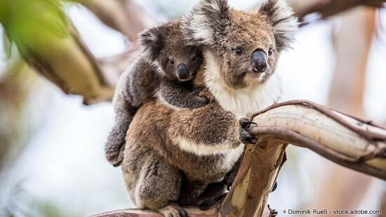 [コアラの森を守ろう！ オーストラリア東部森林保全募金（WWFジャパン）]の画像