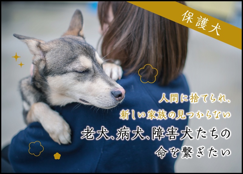 [日本で殺処分される犬を「ゼロ」に ～ピースワンコ・ジャパン～]の画像
