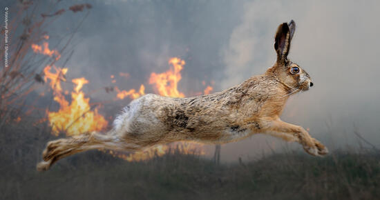 [トルコおよびギリシャの山火事で被害を受けた野生生物のために （WWFジャパン）]の画像