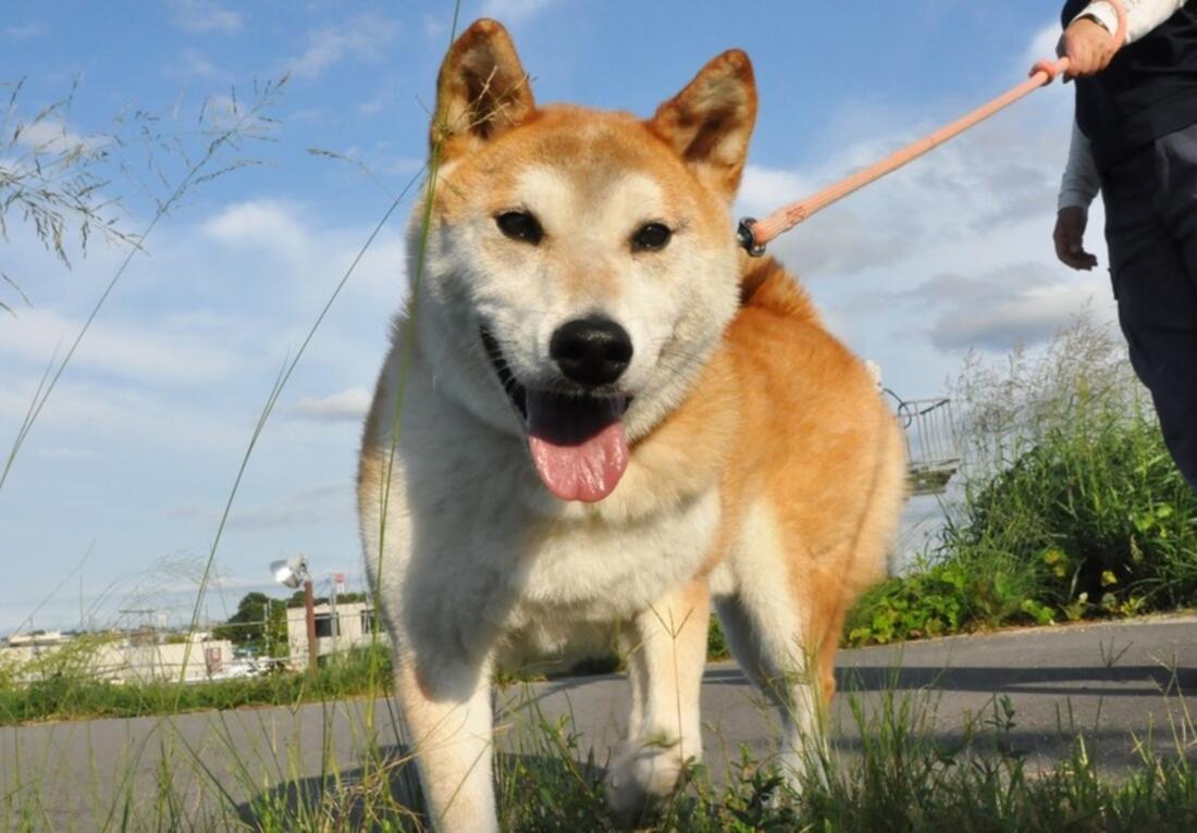 [動物福祉向上のために適切な知識を広め 命が棄てられることのない社会を目指して]の画像