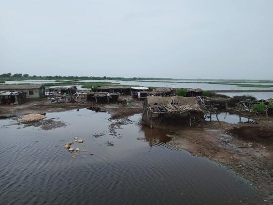 [【パキスタン洪水】被災者の暮らしと自然を取り戻すために （WWFジャパン）]の画像