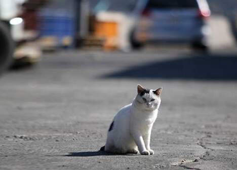 NPO法人　猫と人を繋ぐ　ツキネコ北海道のメイン画像