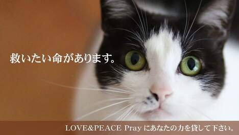 特定非営利活動法人　LOVE&PEACE Prayのメイン画像