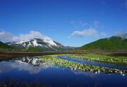 [日本の自然保護の原点「尾瀬」 美しい尾瀬を未来に守り継ぐために （尾瀬保護財団）]の画像