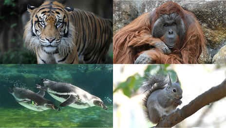 [東京動物園協会 野生生物保全基金]の画像