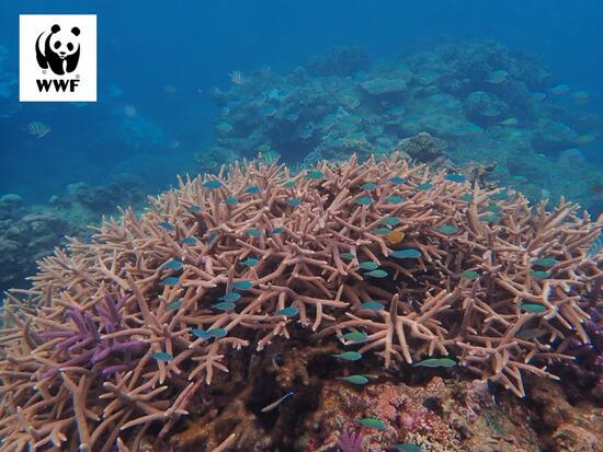 [ サンゴ礁とその生態系を保全し、豊かな海を守りたい （WWFジャパン）]の画像