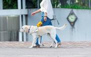 [2人6脚　人と盲導犬が笑顔で歩く社会へ。 ～公益財団法人日本盲導犬協会～]の画像