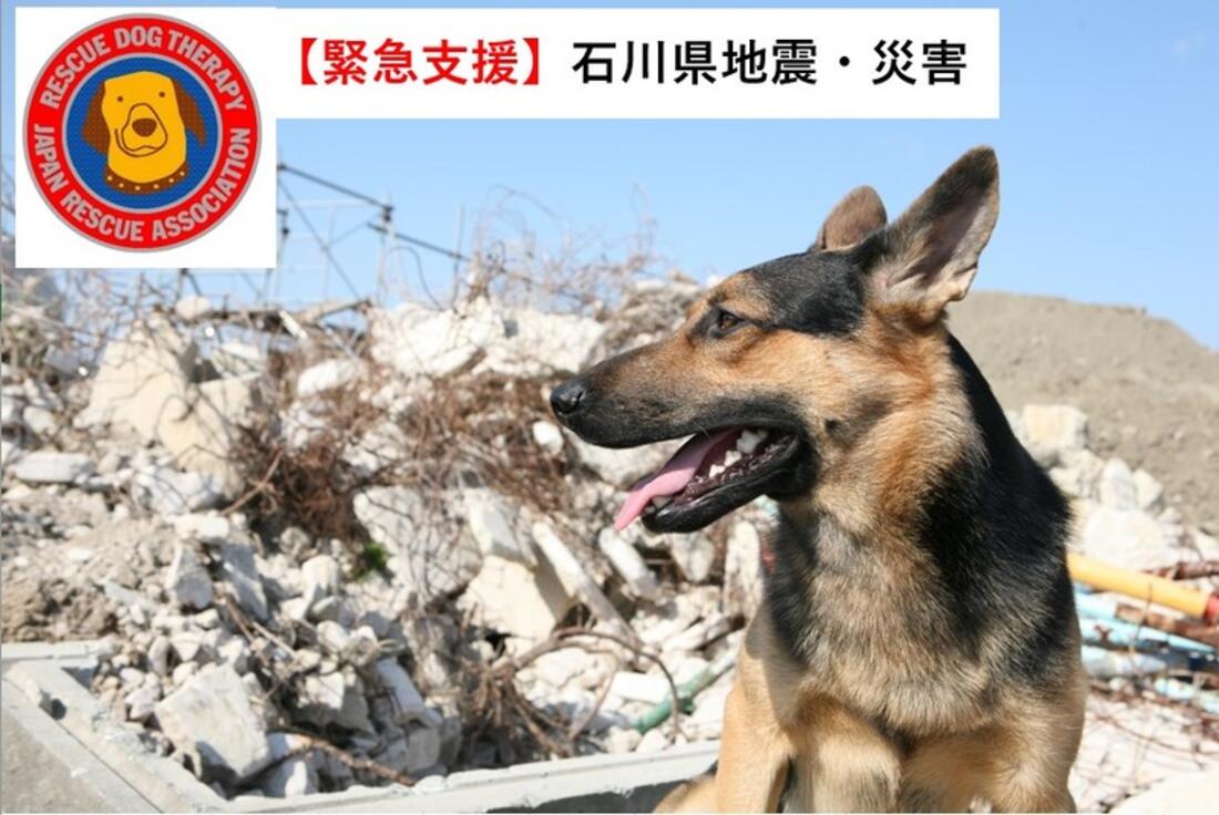 [令和6年石川能登地震 災害救助犬派遣（日本レスキュー協会）]の画像