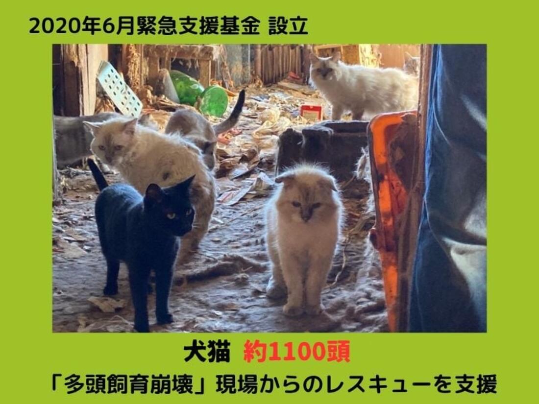 [命の危機が迫った環境から犬猫を救うための《緊急支援基金》]の画像