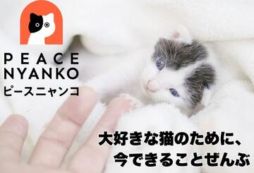 [大好きな猫のために、今できることぜんぶ～ピースニャンコ～]の画像
