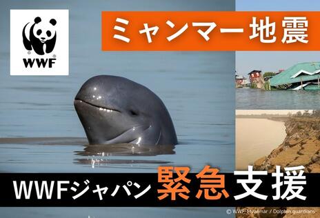 [【緊急支援】2025年ミャンマー地震 被災者救済と環境保全活動再開のために（WWFジャパン）]の画像