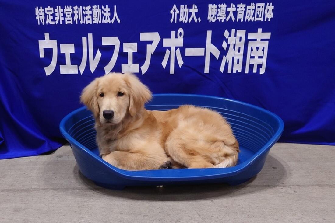 [介助犬・聴導犬の普及と育成支援の募金]の画像