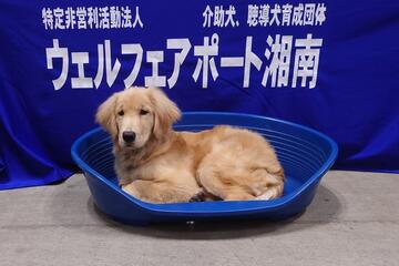 [介助犬・聴導犬の普及と育成支援の募金]の画像