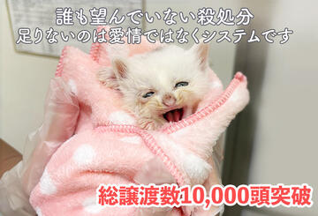 [見捨てられる命を無くしたい。 足りないのは愛情ではなくシステム。]の画像