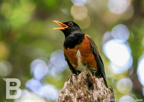 [野鳥と豊かな自然を守る （日本野鳥の会）]の画像