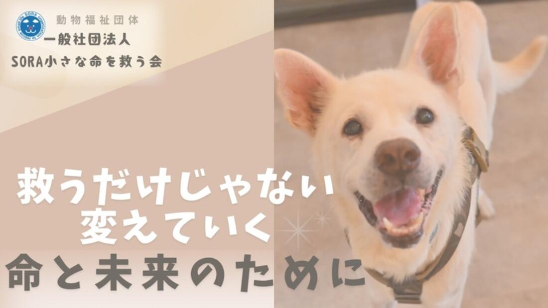 [その寄付が、社会変革の一歩に！　〜動物福祉団体〜]の画像