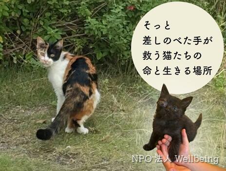 [そっと差し伸べた手が救う猫たちの命と生きる場所]の画像