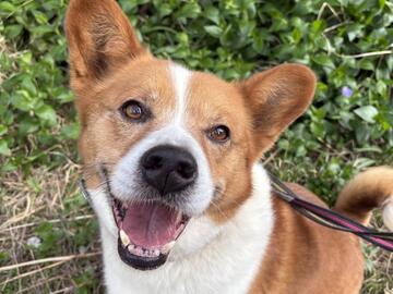 [日本に先駆的な動物福祉モデルを創る。保護動物のQOLと人への教育を重視したアニマルシェルターの運営]の画像