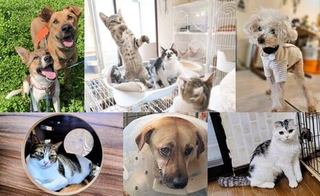 [「最後の砦」～引き取り手の少ない犬猫たちの受け皿に～]の画像