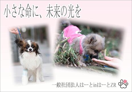 [最善の医療を保護犬・保護猫に！]の画像