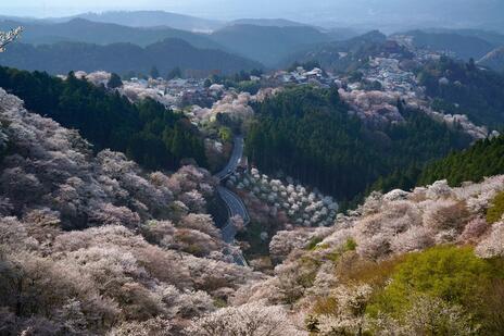 [吉野山3万本の桜を特定外来生物クビアカツヤカミキリから守ろう]の画像