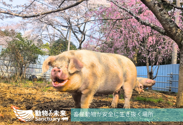 [工場畜産から救出した豚と鶏たちのためのサンクチュアリ]の画像