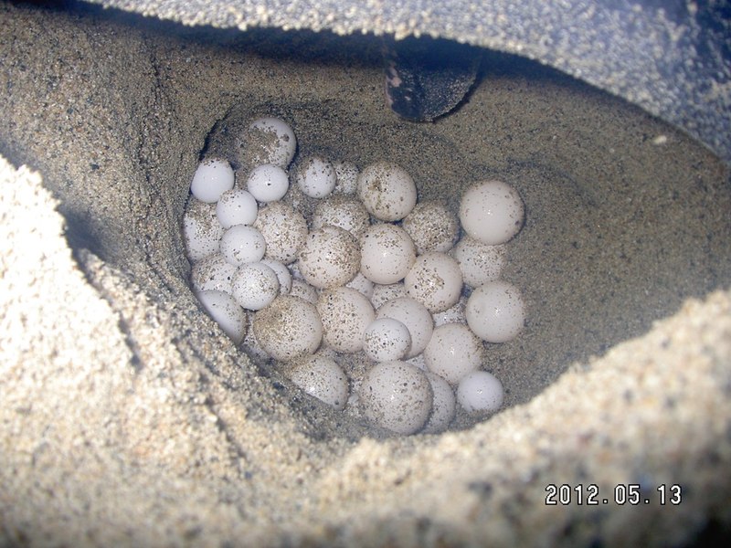 太平洋の最後の聖地、インドネシアのオサガメを絶滅から救う！ - Yahoo