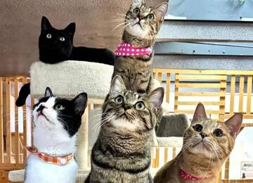 [2008年～北海道初の保護猫カフェで北の猫たちを救いたい！]の画像