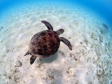[ウミガメ類を保全するための調査支援]の画像