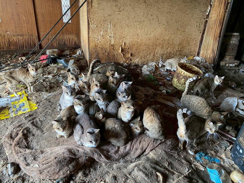 不幸な猫を減らし全ての猫に幸せを！ 北海道発の保護型猫カフェ