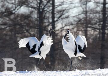 [野鳥と豊かな自然を守る （日本野鳥の会）]の画像