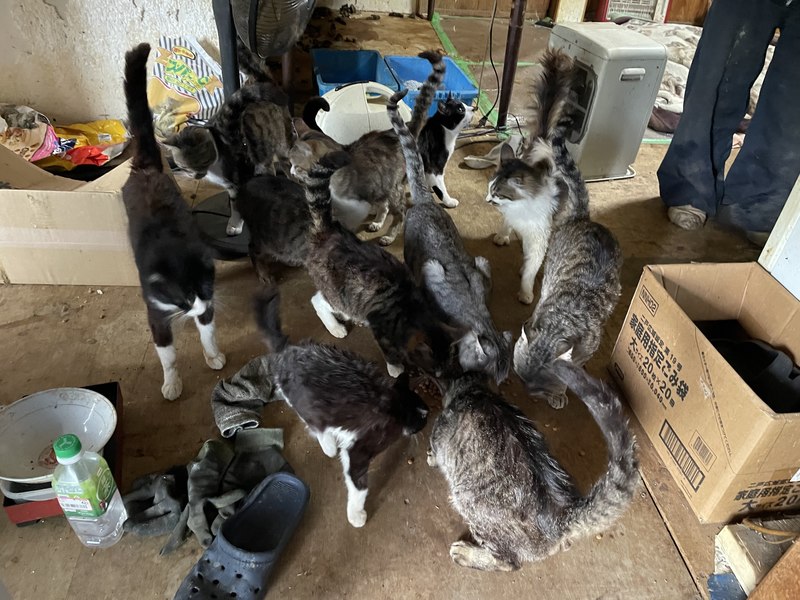 ねこもひとも、しあわせに。岩手から不幸ないのちを減らしたい - Yahoo