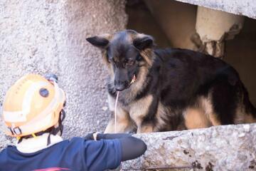 [【寄付2倍】災害救助犬支援プロジェクト]の画像