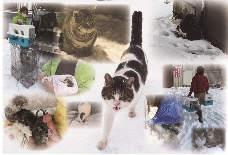 北海道の真冬に凍死する猫たちを救うために - Yahoo!ネット募金
