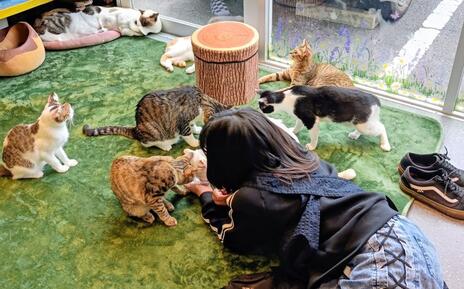 [保護猫シェルターのご飯、消耗品などの購入費および施設内動物病院の医療消耗品の購入]の画像