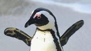 [ケープペンギンを守る保護活動にご協力下さい]の画像